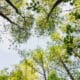 looking up at trees