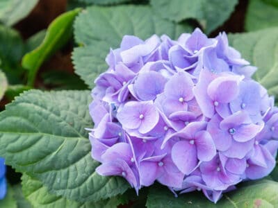 lavender flowers