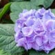 lavender flowers