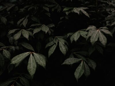 tree leaves surrounded by darkness