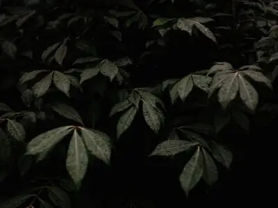 tree leaves surrounded by darkness