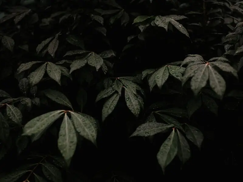 tree leaves surrounded by darkness