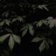tree leaves surrounded by darkness