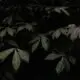 tree leaves surrounded by darkness