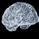 image of a brain demonstrating neuroplasticity using illumination