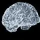 image of a brain demonstrating neuroplasticity using illumination