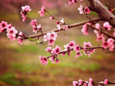 Pink blossoms blooming on a tree branch in spring against a soft green background.