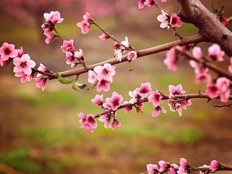 Pink blossoms blooming on tree branches with a soft green and brown background.