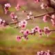 Pink blossoms blooming on tree branches with a soft green and brown background.