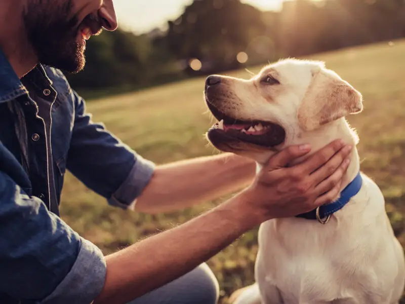 Man smiling and petting a happy yellow Labrador dog outdoors in a sunlit field.